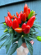 Load image into Gallery viewer, Pepper Plant - Little Elf Dwarf - 4”
