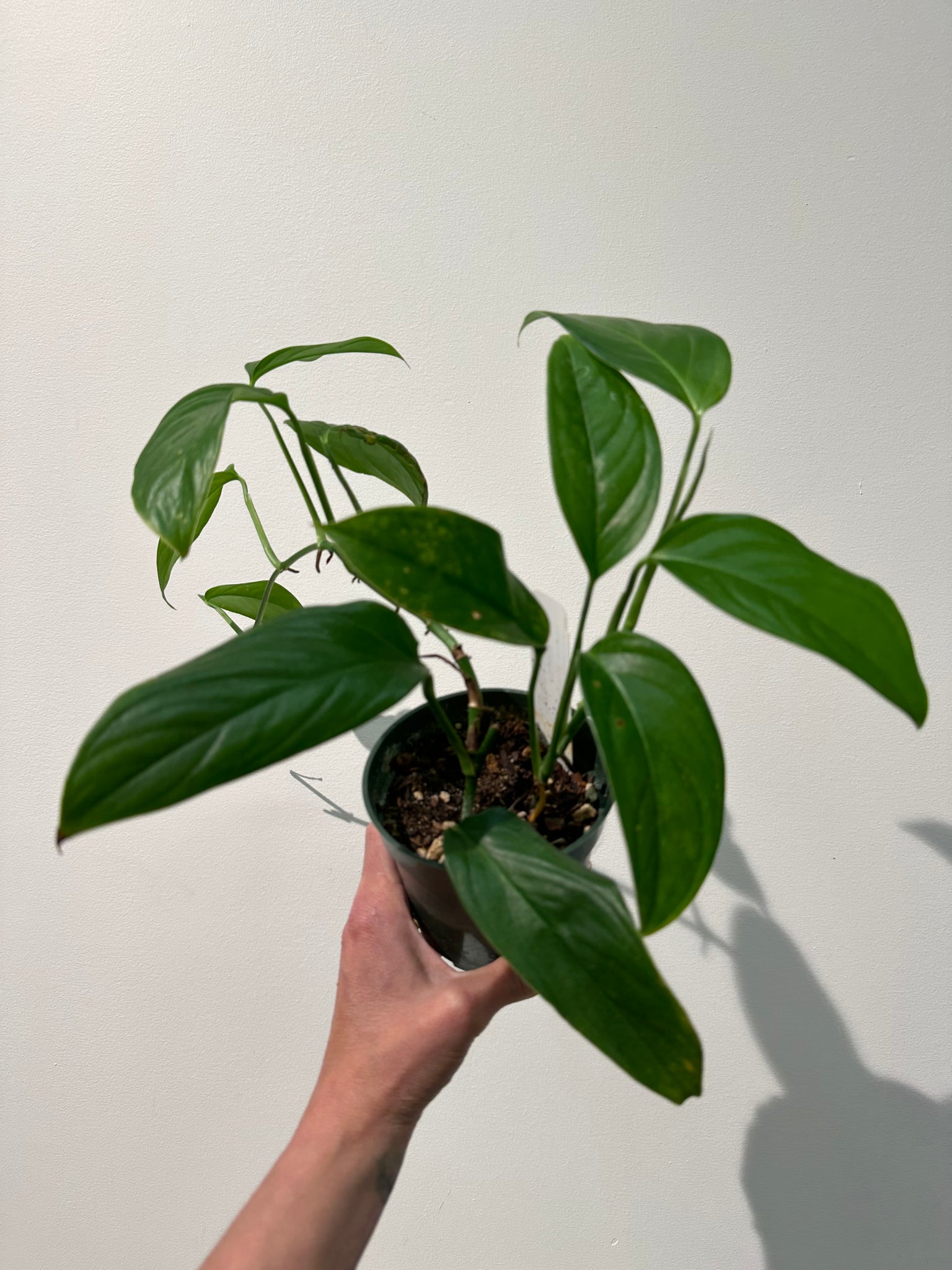 monstera bolivia Monstera Obliqua (Bolivia) – WILDEHAUS