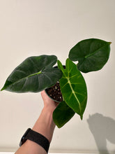 Load image into Gallery viewer, Alocasia - Frydek