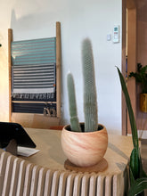 Load image into Gallery viewer, Cleistocactus straussii - Silver Torch Cactus