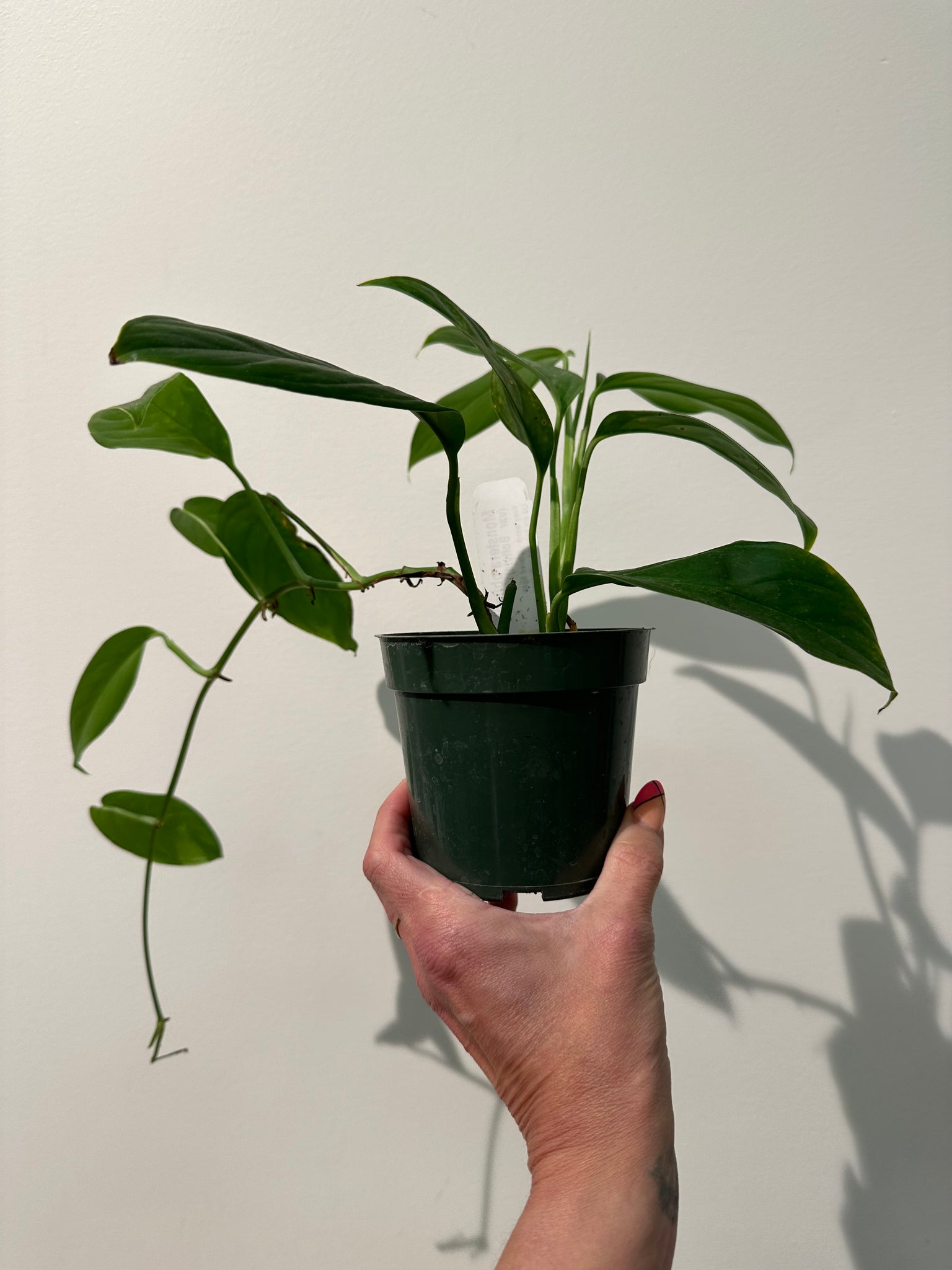 monstera bolivia Monstera Obliqua (Bolivia) – WILDEHAUS