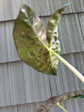 Load image into Gallery viewer, Alocasia - Pink Princess