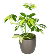 Load image into Gallery viewer, Schefflera Arboricola - Variegated Umbrella Plant