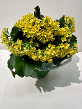 Load image into Gallery viewer, Florist Kalanchoe - Blossfeldiana