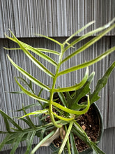 Load image into Gallery viewer, Philodendron Tortum - 4&quot;