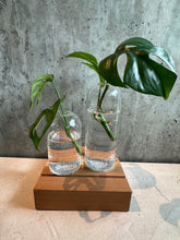 Load image into Gallery viewer, Glass Vases