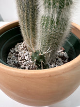 Load image into Gallery viewer, Cleistocactus straussii - Silver Torch Cactus