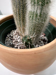 Cleistocactus straussii - Silver Torch Cactus