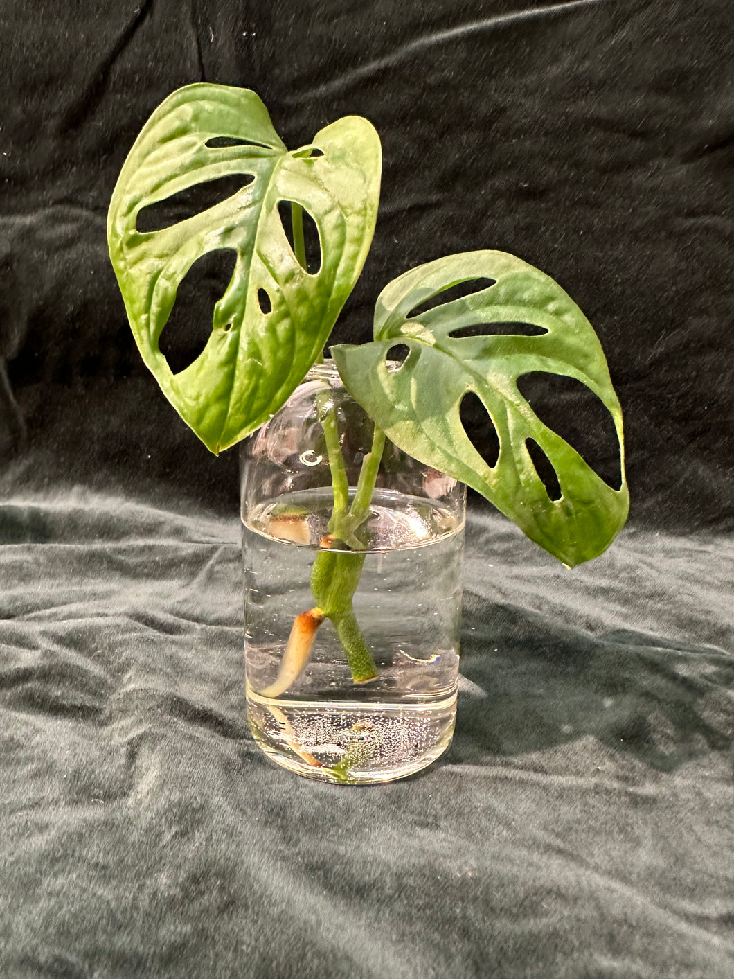 Glass Vases