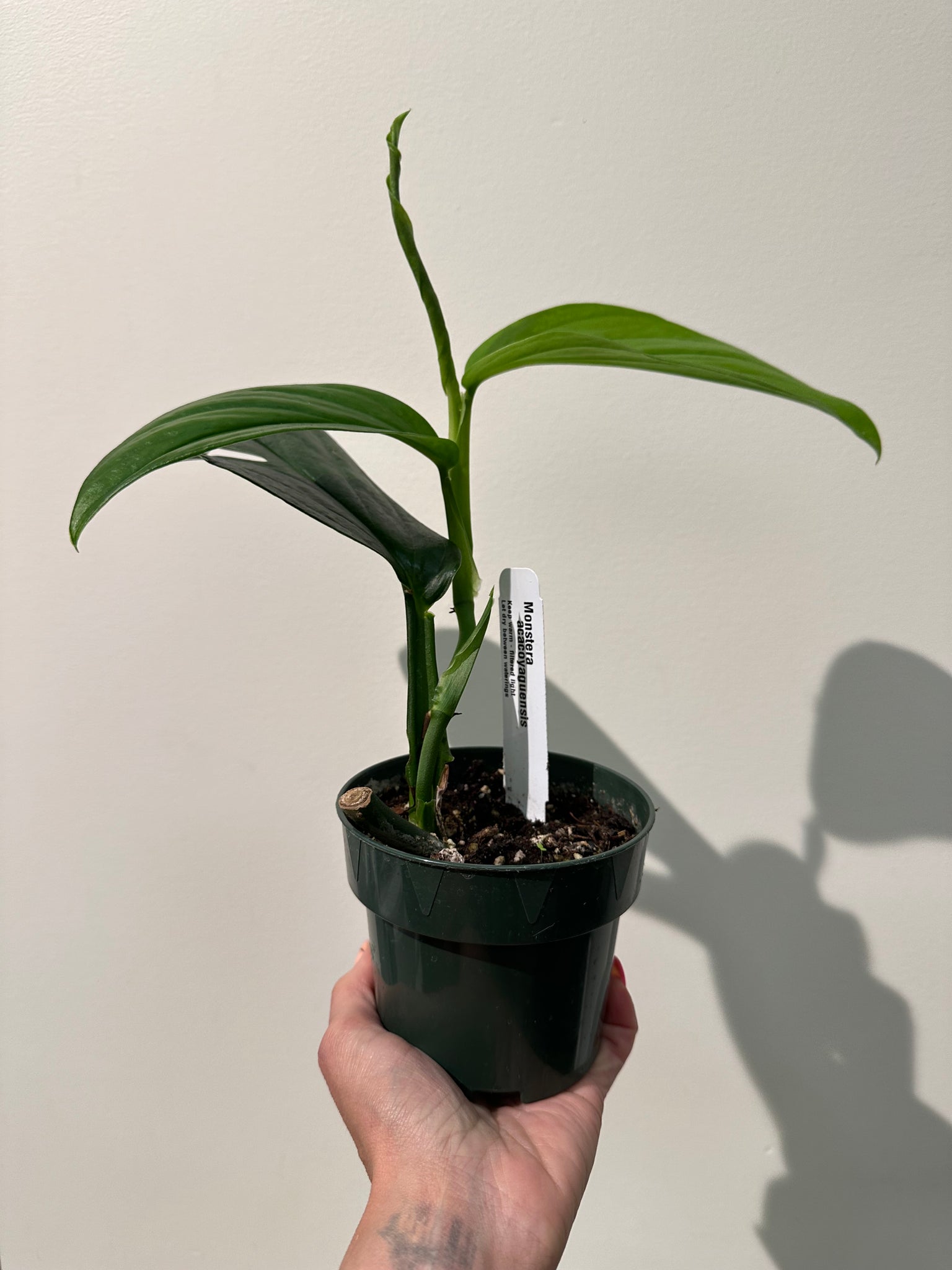 monstera acacoyaguensis Monstera Acacoyaguensis – WILDEHAUS
