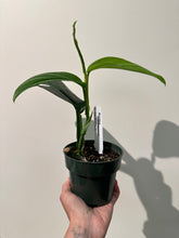Load image into Gallery viewer, Monstera Acacoyaguensis
