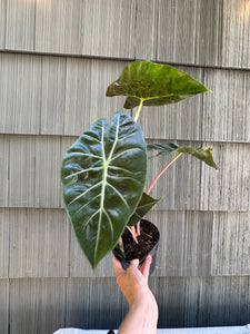 Alocasia - Pink Princess