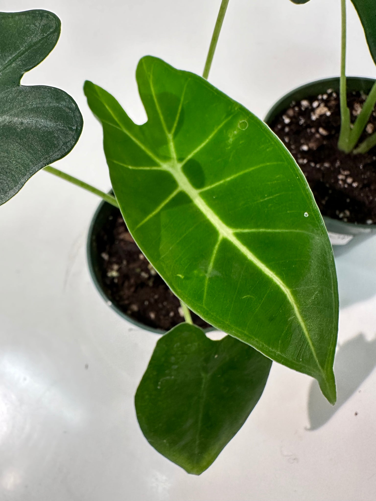 Baby Alocasia Frydek - Pianta Da Interno, Alocasia Velluto Verde Con Venature Bianche