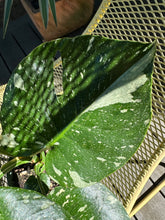 Load image into Gallery viewer, Monstera Deliciosa &quot;Thai Constellation&quot;
