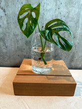 Load image into Gallery viewer, Glass Vases