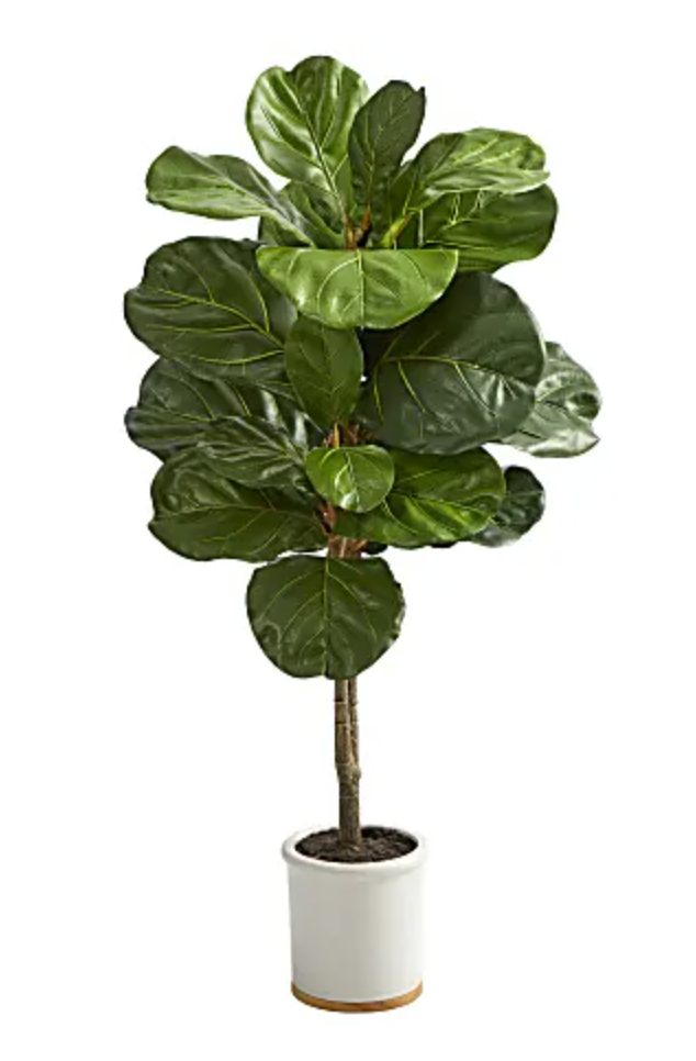 fiddle leaf fig portland Ficus Lyrata