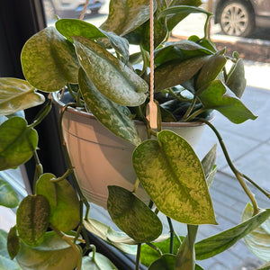 Scindaptus Silver Splash