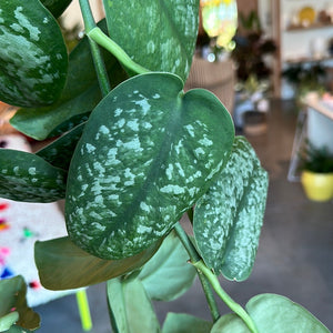 Scindaptus Silver Splash
