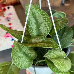 Scindaptus Silver Splash