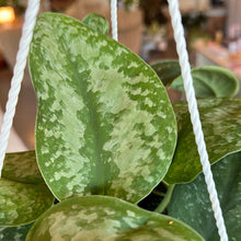 Load image into Gallery viewer, Scindaptus Silver Splash