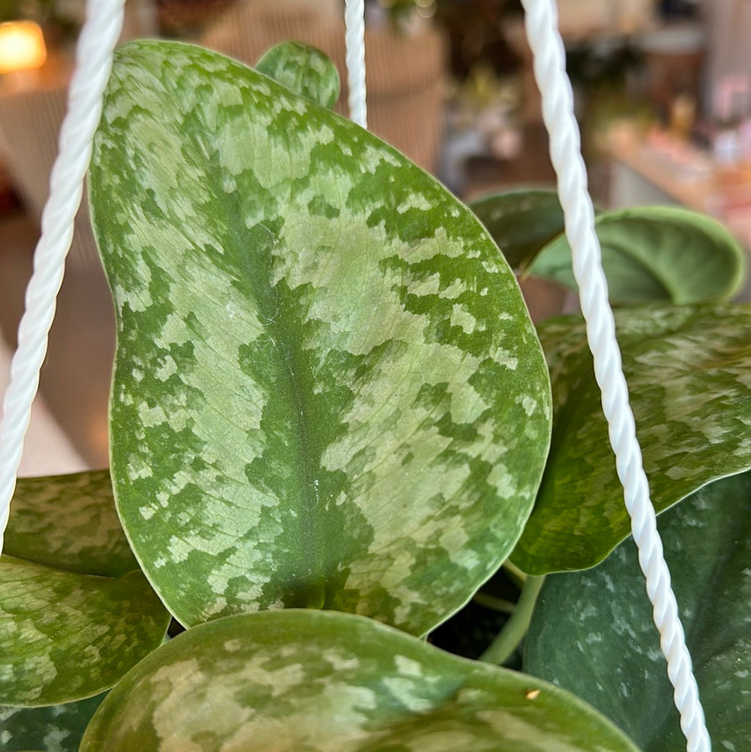 Scindaptus Silver Splash