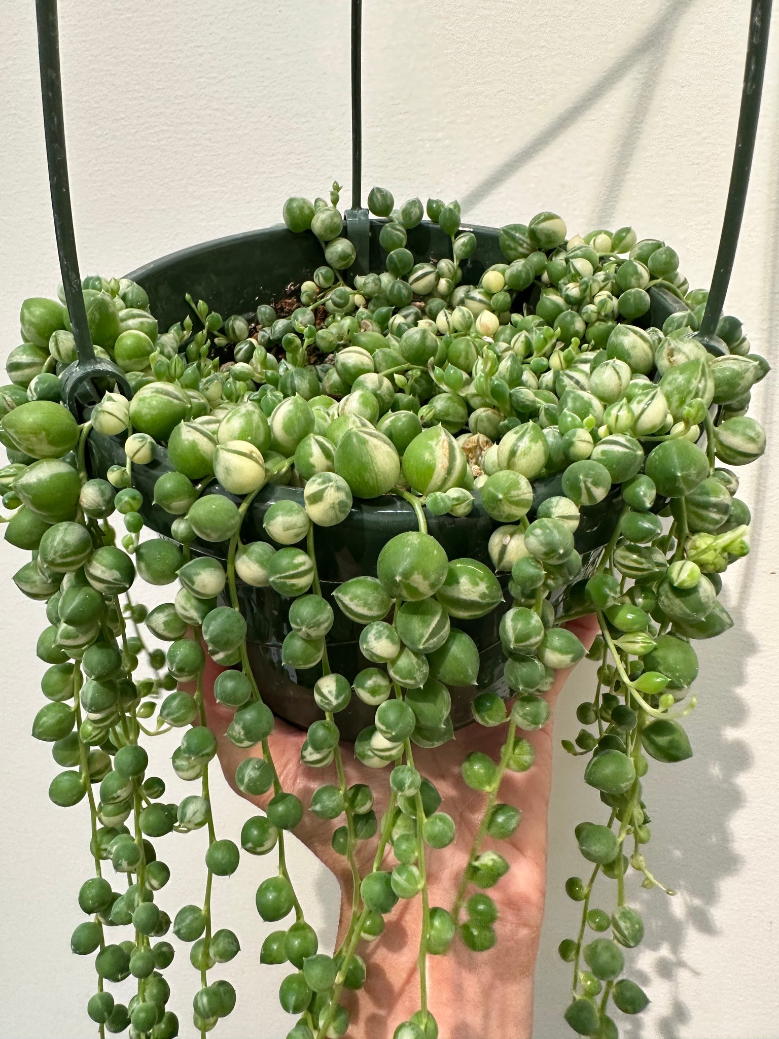 String of Pearl Succulent  Fake Hanging Plants at