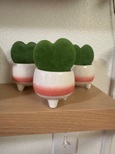 Load image into Gallery viewer, Hoya Kerrii - Sweetheart Vine