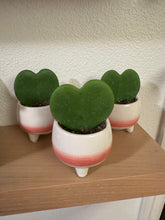 Load image into Gallery viewer, Hoya Kerrii - Sweetheart Vine