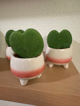 Load image into Gallery viewer, Hoya Kerrii - Sweetheart Vine
