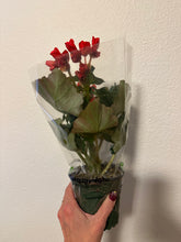 Load image into Gallery viewer, Begonia - Tuberous 4&quot;