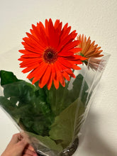 Load image into Gallery viewer, Gerber Daisy