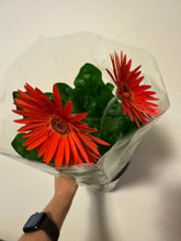 Load image into Gallery viewer, Gerber Daisy