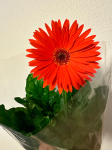 Gerber Daisy