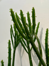 Load image into Gallery viewer, Euphorbia Leucodendron