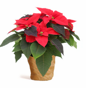 Poinsettia - Assorted