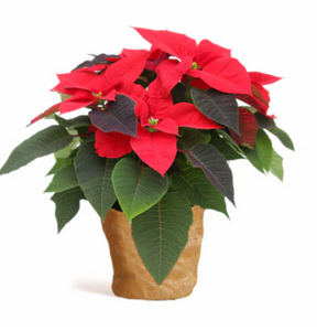 Poinsettia 4" - Red - Local Pickup Only