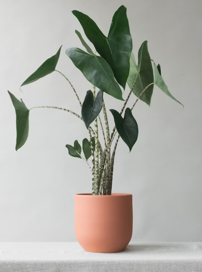 Alocasia Zebrina – WILDEHAUS