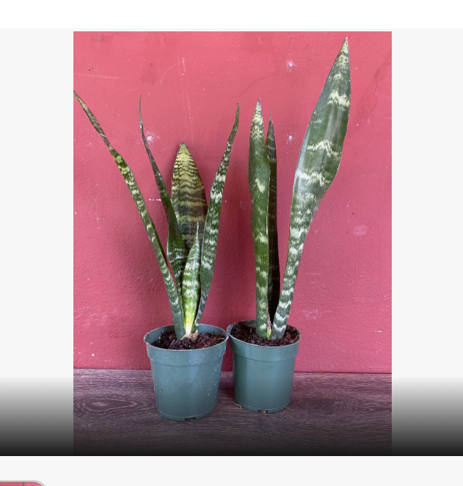 Sansevieria Black Coral - Snake Plant