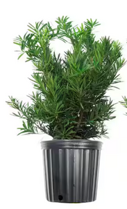 Podocarpus macrophyllus - Plum Pine