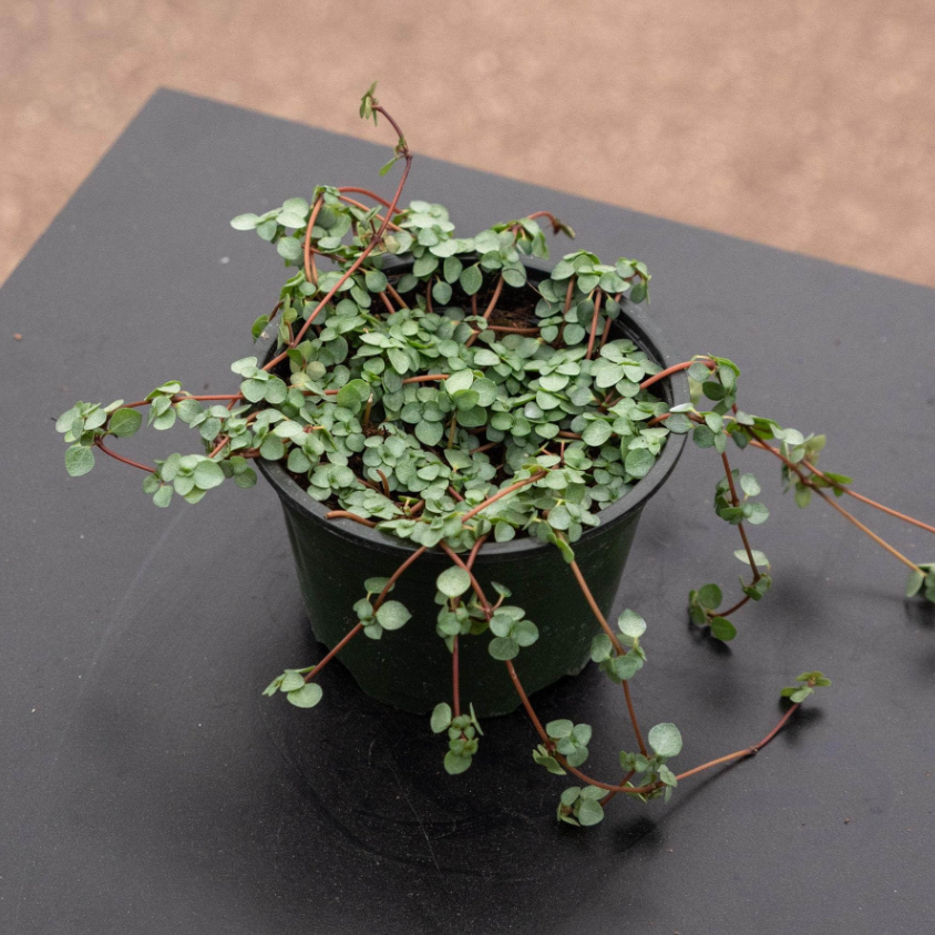 Pilea Glauca - Silversparkle Plant  WILDEHAUS