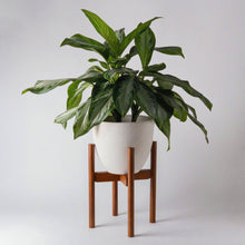 Load image into Gallery viewer, Mid Century Bamboo Plant Stand - Dark Tone