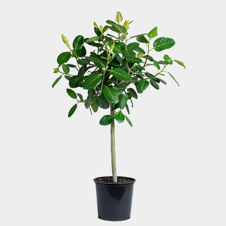 ficus audrey vancouver Ficus
