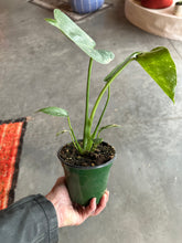 Load image into Gallery viewer, Monstera Deliciosa &quot;Thai Constellation&quot;