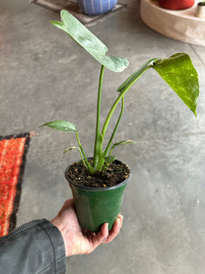 Monstera Deliciosa "Thai Constellation"