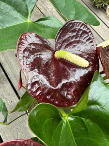 Anthurium - Burgundy Flamingo Flower