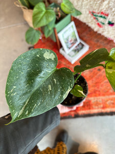 Monstera Deliciosa "Thai Constellation"