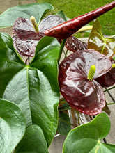 Load image into Gallery viewer, Anthurium - Burgundy Flamingo Flower