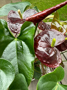 Anthurium - Burgundy Flamingo Flower