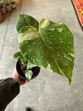Load image into Gallery viewer, Monstera Deliciosa &quot;Thai Constellation&quot;