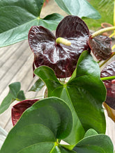 Load image into Gallery viewer, Anthurium - Burgundy Flamingo Flower